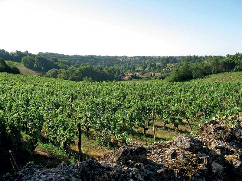 GR® Bordeaux Métropole : vignobles à Bouliac © Alain-Martin.jpg