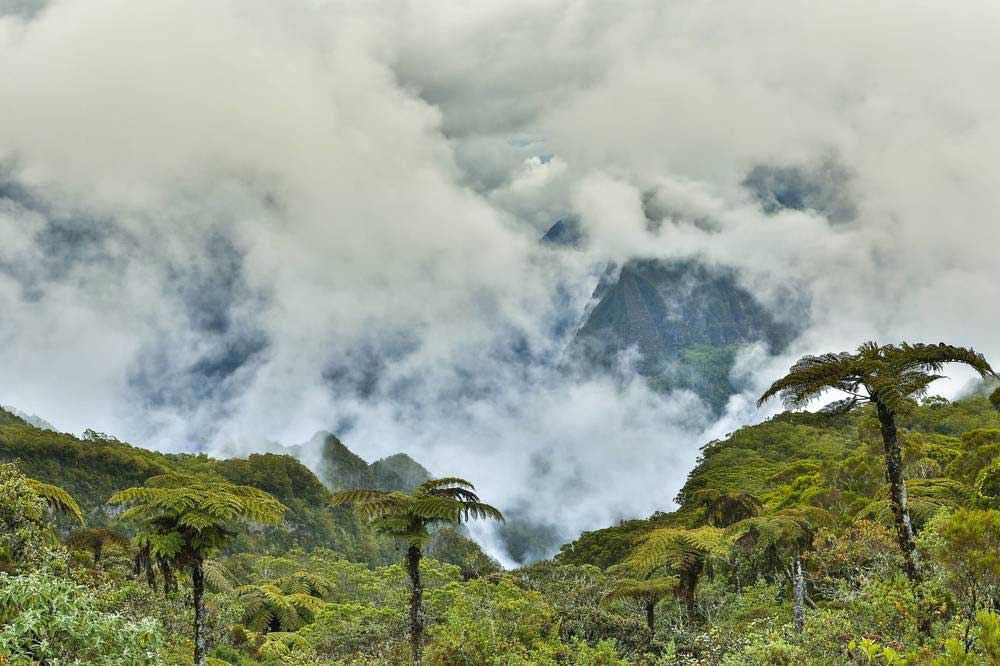 Végétation tropicale du cirque de Mafate dans la brume