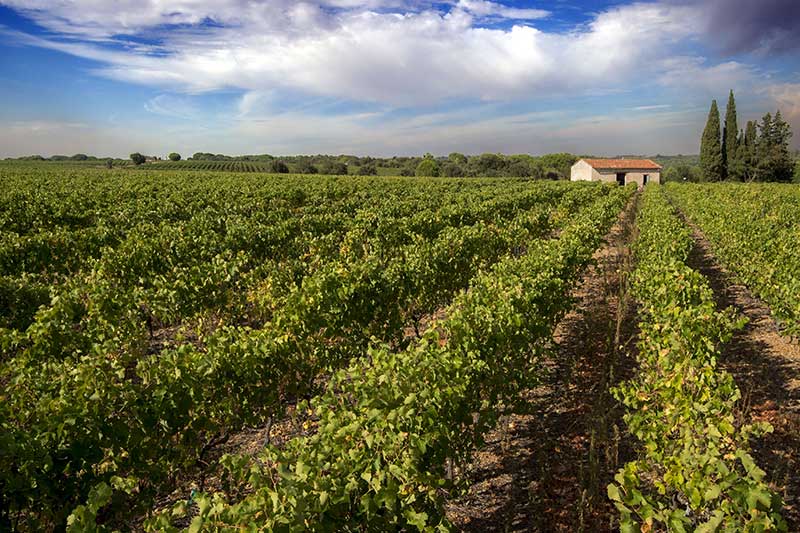 Saint-Gilles-du-Gard, vignobles des Costieres de Nîmes. Crédit : Patrick FRILET / HEMIS 2655926