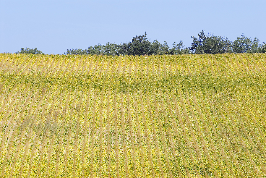 GR® 65 de Moissac à Lectoure