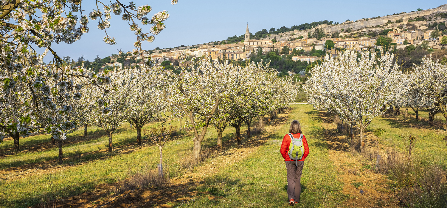 GR® de Pays Luberon - Monts de Vaucluse, boucle au départ d'Apt