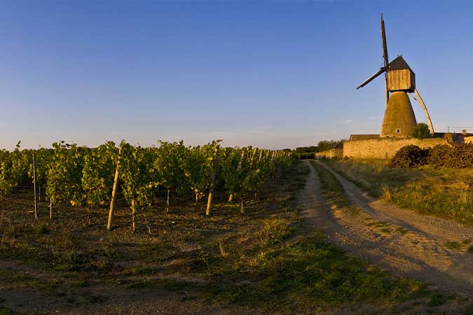 GR de Pays Coteaux du Layon et de la Loire - Boucle au départ de Thouarcé