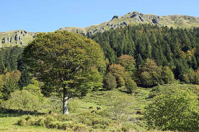 GR® 400, boucle de la vallée de l’Alagnon