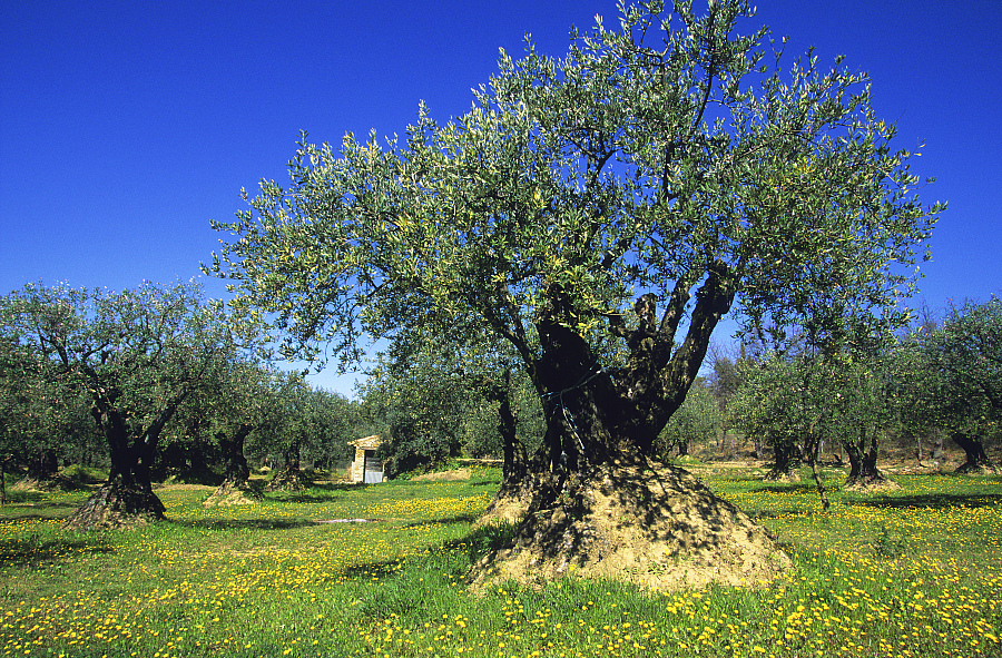 GR® 9 de Saillans à Buis-les-Baronnies