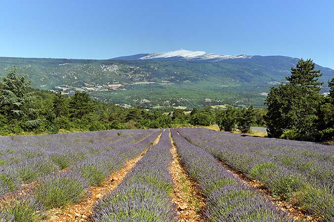 GR de Pays Tour du Massif du Ventoux - Tour du Ventoux par le piémont GR de Pays Tour du Massif du Ventoux - Tour du Ventoux par le piémont