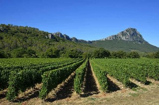 GR® de Pays Tours dans le Grand Pic Saint-Loup, des vignes au causse