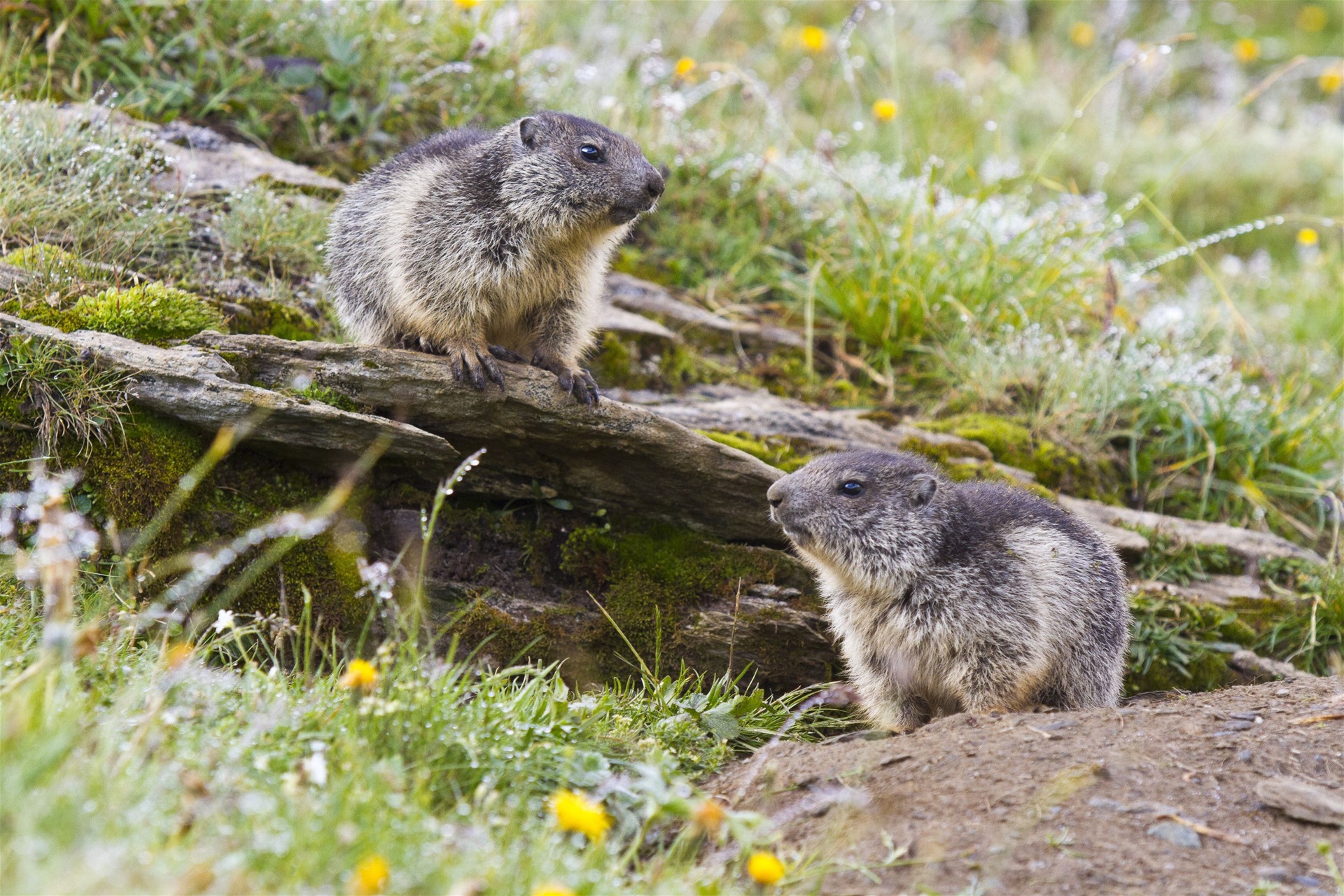 Savoie (73), parc national de la Vanoise, marmottons (Marmota marmota) devant leur terrier - MONTICO Lionel / Hemis.fr