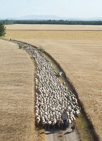 Transhumance pour mener à pied les troupeaux de la Crau vers les alpages des Alpes. Crédit : MdT La Routo