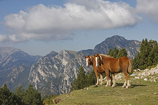 Espagne, Catalogne, Parc Naturel Cadi el Moixero, Sierra del Cadi, cheval de trait catalan. Crédit : Préau Louis-Marie / hemis.fr