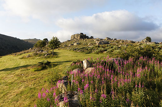 Lozère, Causses et les Cévennes, paysages culturels de l'agro-pastoralisme méditerranéen classés Patrimoine Mondial de l'UNESCO, Parc National des Cévennes, classé Réserve Biosphère par l'UNESCO, Mont-Lozère, le Pont-de-Montvert. Crédit : Guy Christian / hemis.fr